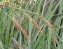 Carex spissa image