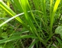 Carex stipata image