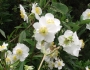 Carpenteria californica image