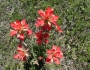 Castilleja indivisa image