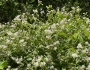 Ceanothus americanus image