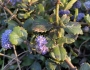 Ceanothus gloriosus image