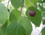 Celtis occidentalis image