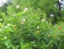 Cephalanthus occidentalis image