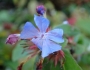 Ceratostigma plumbaginoides image