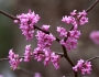 Cercis canadensis image