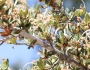 Cercocarpus ledifolius image