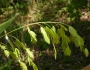 Chasmanthium latifolium image