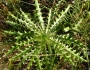 Cirsium horridulum image