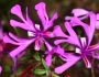 Clarkia concinna image