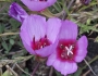 Clarkia rubicunda image