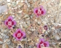 Clarkia speciosa image