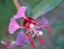 Clarkia unguiculata image