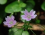 Claytonia sibirica image