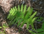 Osmunda claytoniana image