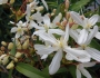 Clematis armandii image