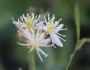 Clematis ligusticifolia image