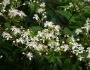 Clematis virginiana image