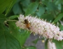 Clethra alnifolia image