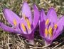 Colchicum bulbocodium image