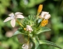 Collomia grandiflora image