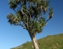 Cordyline australis image