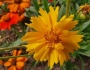 Coreopsis grandiflora image