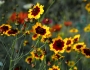 Coreopsis tinctoria image