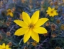 Coreopsis verticillata image