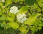 Cornus alba image