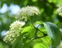 Cornus alternifolia image