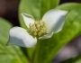 Cornus canadensis image