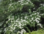 Cornus kousa image