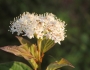 Cornus sericea image