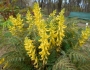 Corydalis cheilanthifolia image