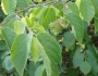 Corylus americana image