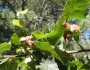 Corylus cornuta image