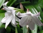 Crinum moorei image