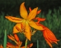 Crocosmia aurea image