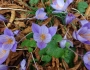 Crocus speciosus image