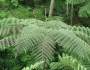 Cyathea delgadii image