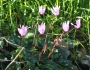 Cyclamen persicum image