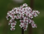 Darmera peltata image