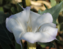 Datura wrightii image