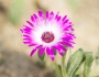 Delosperma cooperi image