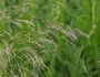 Deschampsia cespitosa image