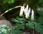 Dicentra cucullaria image