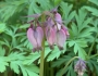 Dicentra formosa image