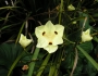 Dietes bicolor image