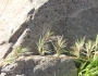 Distichlis spicata image